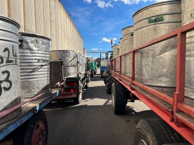Anliefernde Traubentransporte mit Bottichen