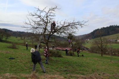 Voller Einsatz beim Baumschnitt auf den Streuobstwiesen