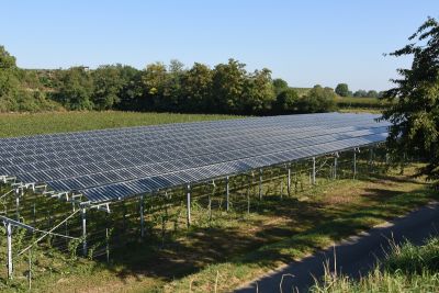 Weinreben stehen unter einer Vino-Photovoltaik-Anlage
